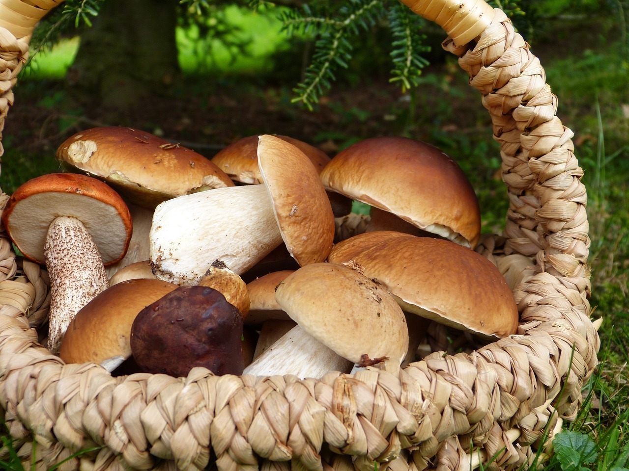 Al momento stai visualizzando Il 23 e 24 settembre 2022 due eventi sui funghi